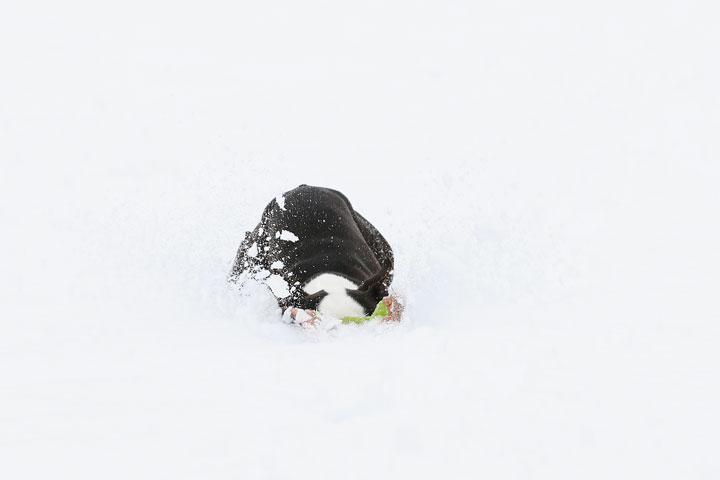 Boston Terriers in the Snow!