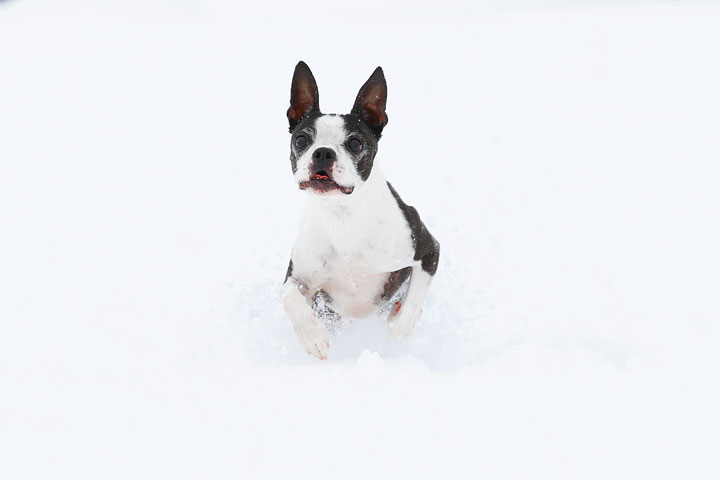 Boston Terriers in the Snow!