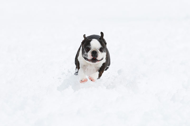 Boston Terriers in the Snow!