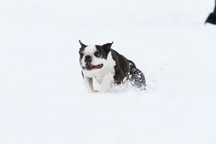 Boston Terriers in the Snow!