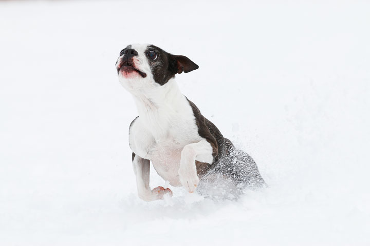 Boston Terriers in the Snow!