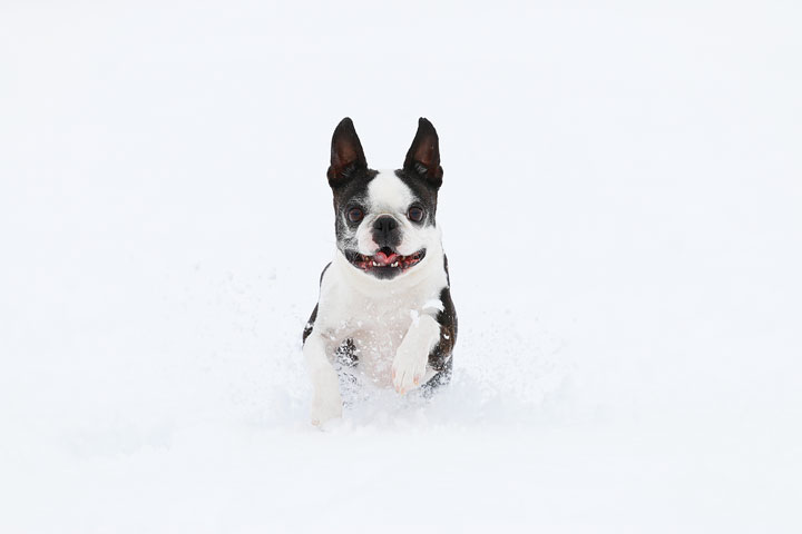 Boston Terriers in the Snow!