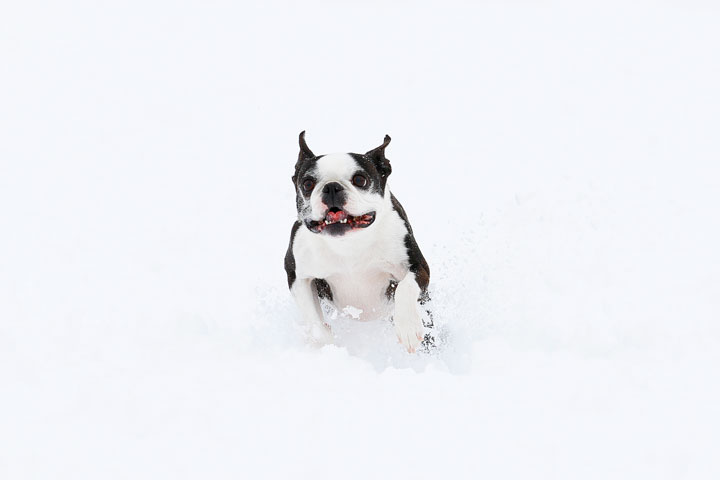 Boston Terriers in the Snow!