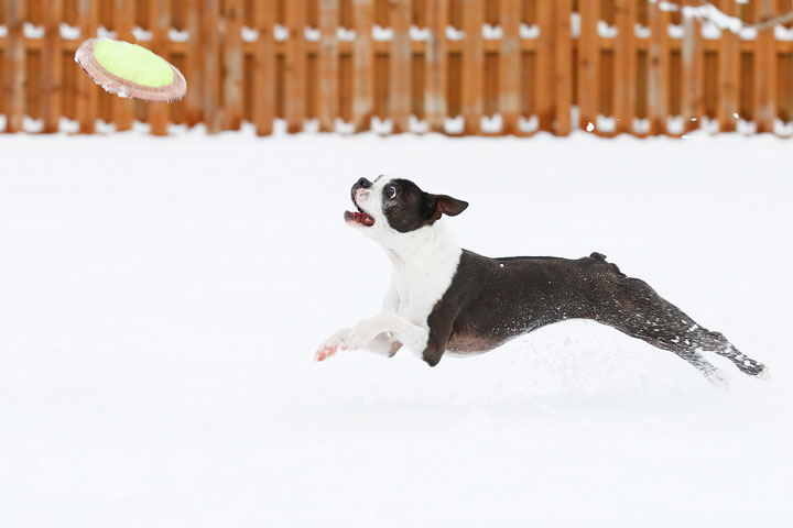 Boston Terriers in the Snow!