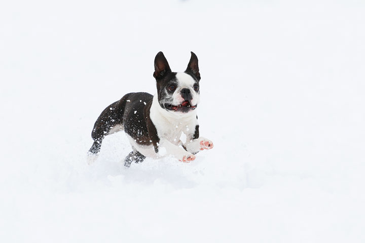 Boston Terriers in the Snow!