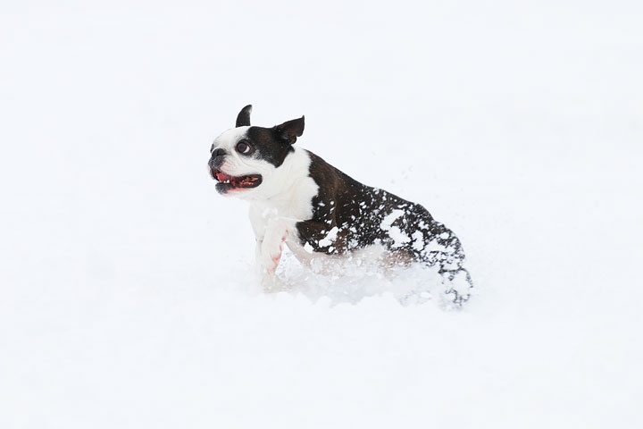 Boston Terriers in the Snow!