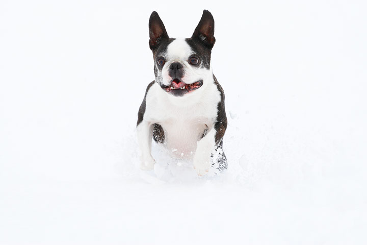 Boston Terriers in the Snow!