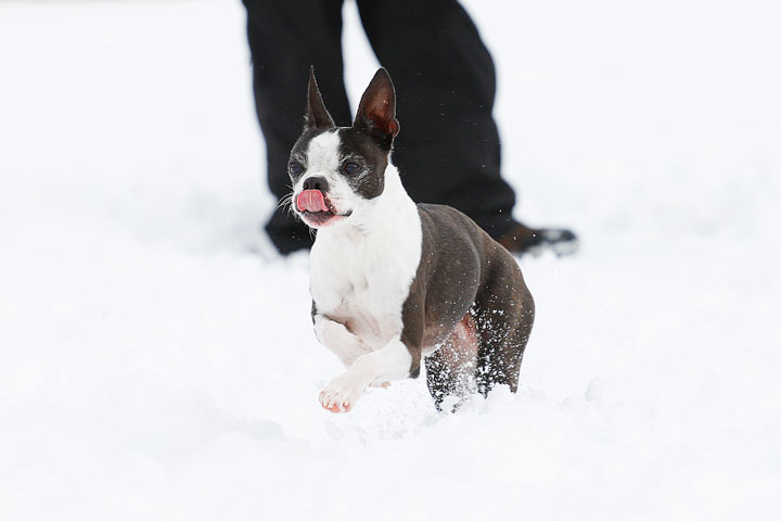 Boston Terriers in the Snow!