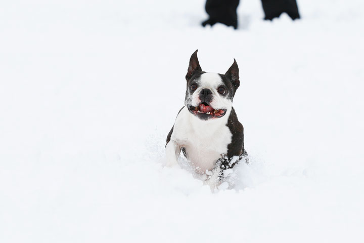 Boston Terriers in the Snow!