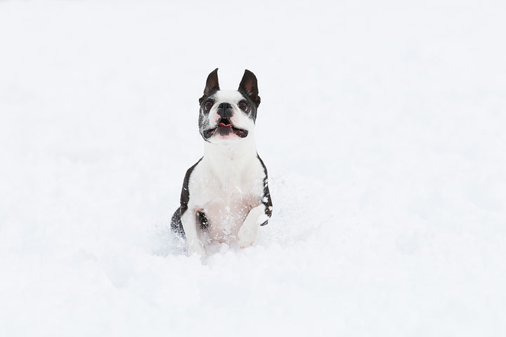 Boston Terriers in the Snow!