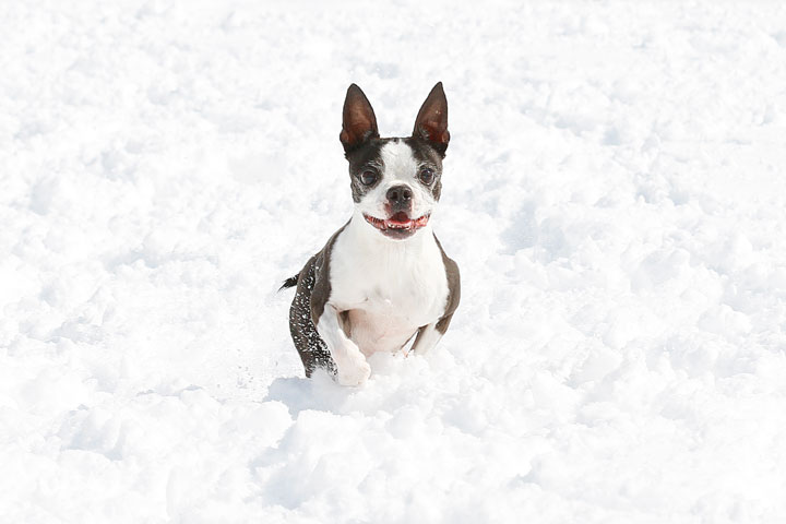 Boston Terriers in the Snow!