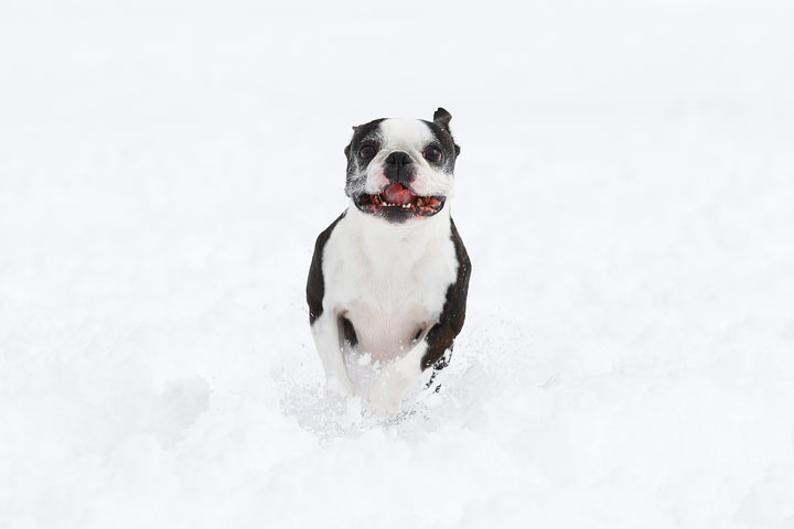 Boston Terriers in the Snow!