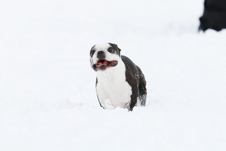 Boston Terriers in the Snow!