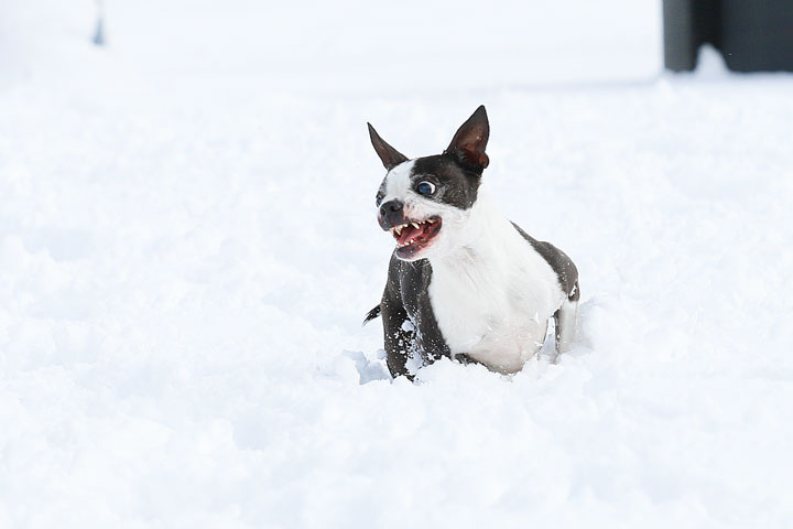 Boston Terriers in the Snow!