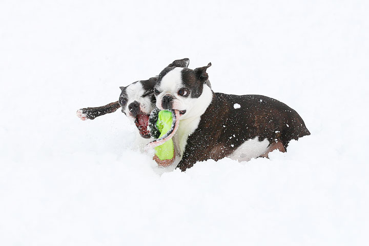 Boston Terriers in the Snow!