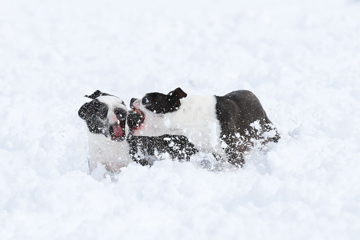 Boston Terriers in the Snow!
