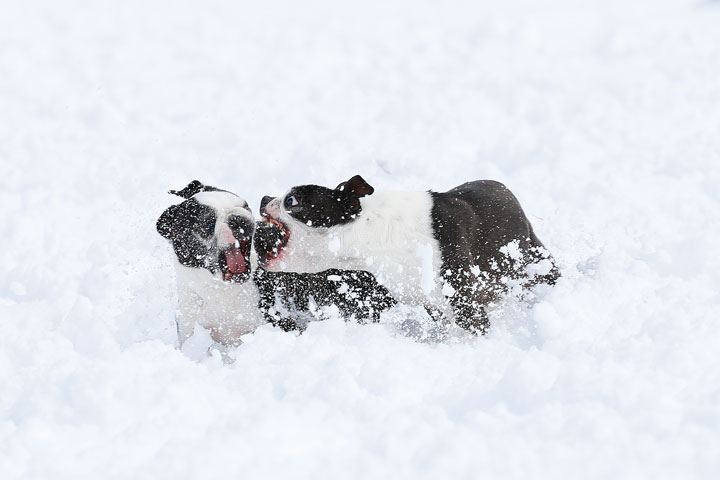 Boston Terriers in the Snow!