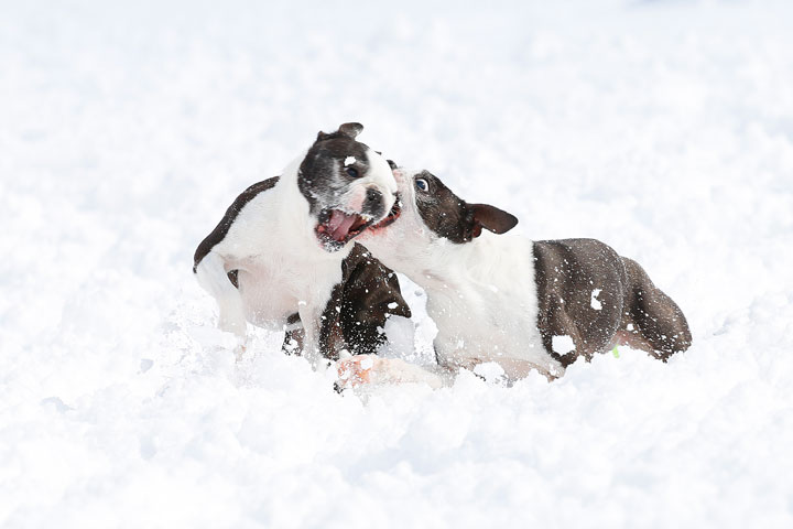 Boston Terriers in the Snow!
