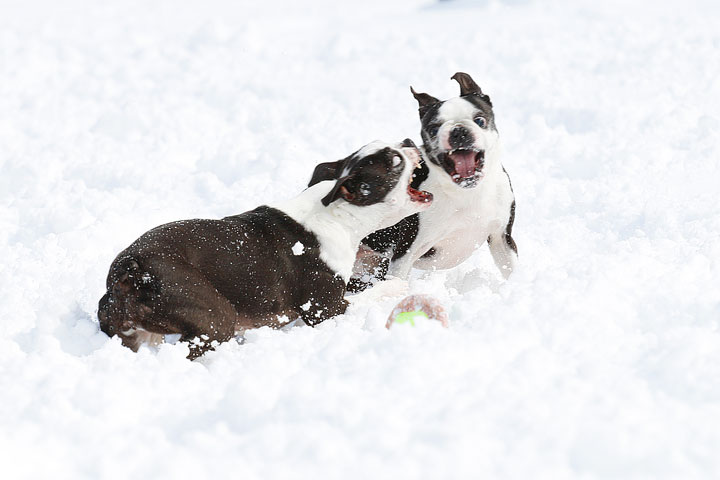 Boston Terriers in the Snow!