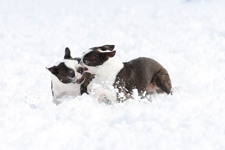 Boston Terriers in the Snow!