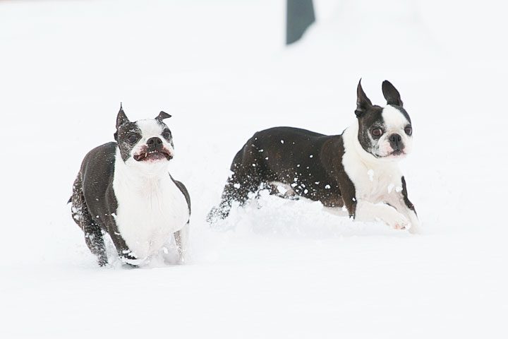 Image of Miley & Howie in the Snow