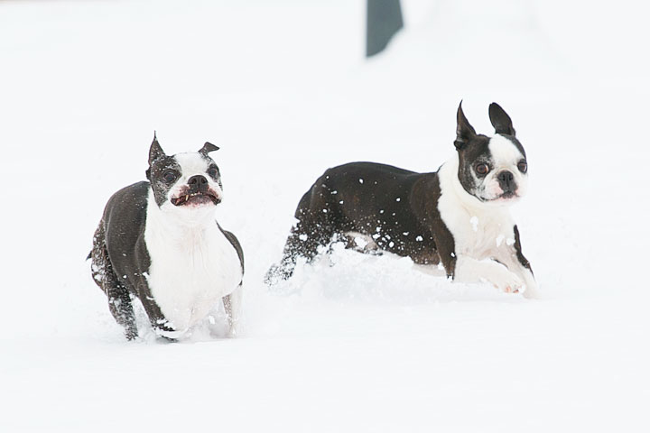 Boston Terriers in the Snow!