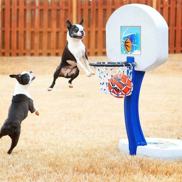 Dogs rule the court during this Boston Terriers slam dunk contest for March Madness!! #basketball #MarchMadness