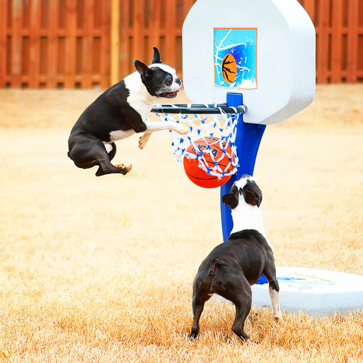 Dogs rule the court during this Boston Terriers slam dunk contest for March Madness!! #basketball #MarchMadness