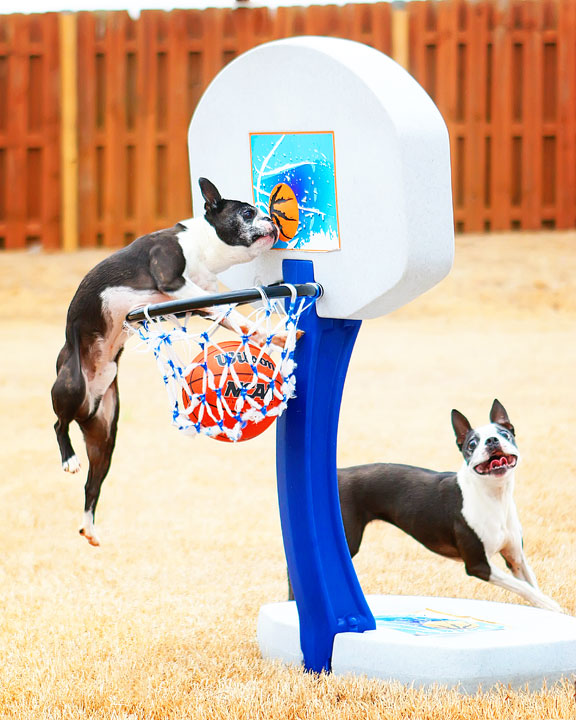 Dogs rule the court during this Boston Terriers slam dunk contest for March Madness!! #basketball #MarchMadness