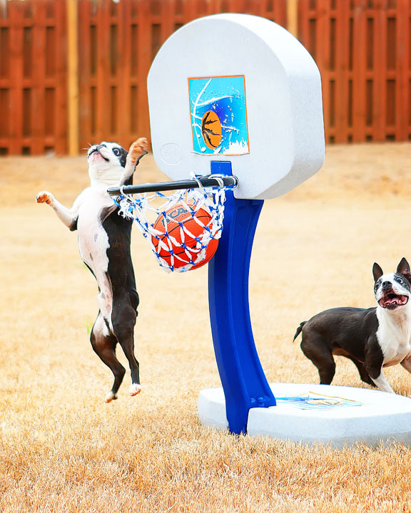 Dogs rule the court during this Boston Terriers slam dunk contest for March Madness!! #basketball #MarchMadness