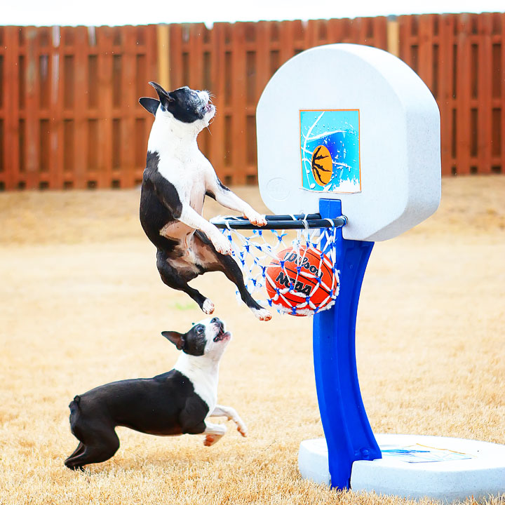 Dogs rule the court during this Boston Terriers slam dunk contest for March Madness!! #basketball #MarchMadness