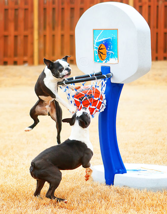 Dogs rule the court during this Boston Terriers slam dunk contest for March Madness!! #basketball #MarchMadness