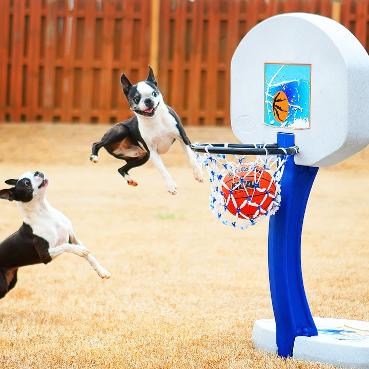 Dogs rule the court during this Boston Terriers slam dunk contest for March Madness!! #basketball #MarchMadness