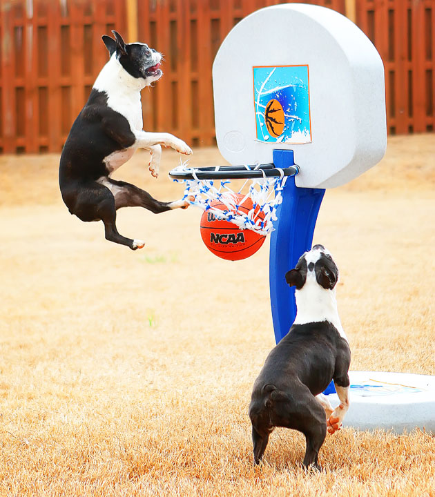 Dogs rule the court during this Boston Terriers slam dunk contest for March Madness!! #basketball #MarchMadness