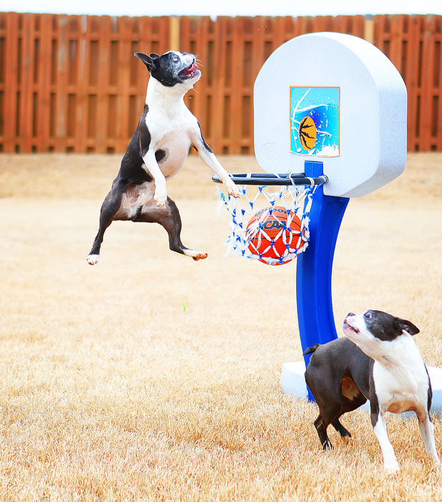 Dogs rule the court during this Boston Terriers slam dunk contest for March Madness!! #basketball #MarchMadness