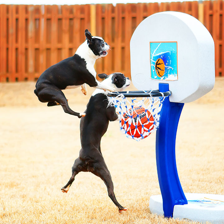 Dogs rule the court during this Boston Terriers slam dunk contest for March Madness!! #basketball #MarchMadness