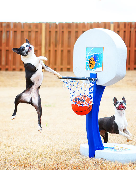 Dogs rule the court during this Boston Terriers slam dunk contest for March Madness!! #basketball #MarchMadness