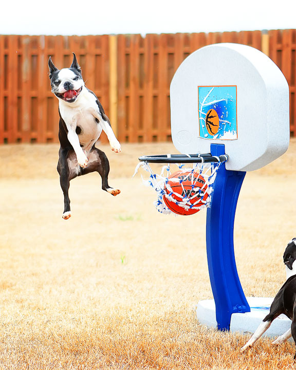 Dogs rule the court during this Boston Terriers slam dunk contest for March Madness!! #basketball #MarchMadness