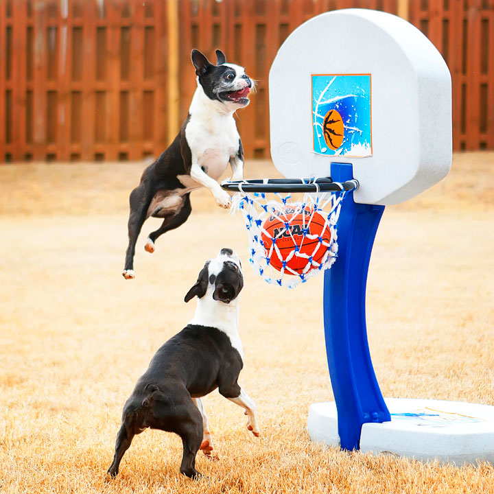 Dogs rule the court during this Boston Terriers slam dunk contest for March Madness!! #basketball #MarchMadness