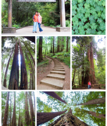 Muir Woods