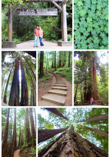 Muir Woods