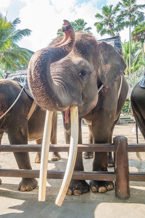 Feed, bathe, and experience the rescued elephants of the Elephant Safari Park Lodge in Ubud, Bali.