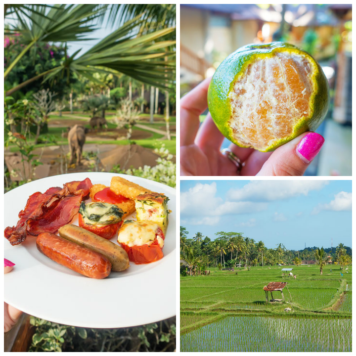 Feed, bathe, and experience the rescued elephants of the Elephant Safari Park Lodge in Ubud, Bali.