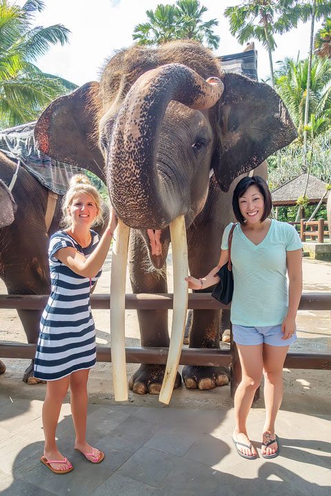 Feed, bathe, and experience the rescued elephants of the Elephant Safari Park Lodge in Ubud, Bali.