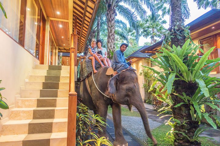 Feed, bathe, and experience the rescued elephants of the Elephant Safari Park Lodge in Ubud, Bali.