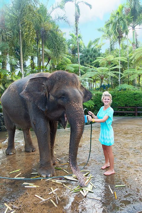 Feed, bathe, and experience the rescued elephants of the Elephant Safari Park Lodge in Ubud, Bali.