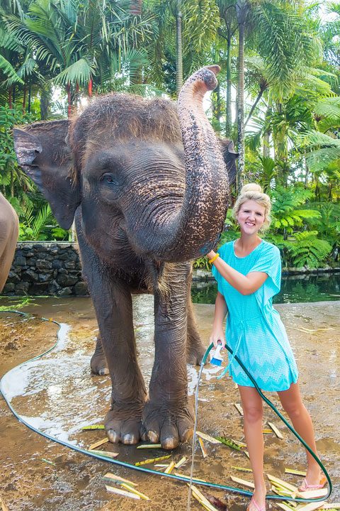 Feed, bathe, and experience the rescued elephants of the Elephant Safari Park Lodge in Ubud, Bali.