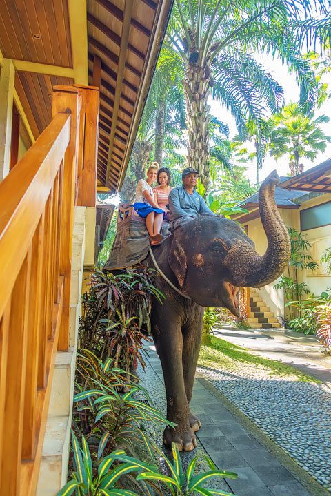 Feed, bathe, and experience the rescued elephants of the Elephant Safari Park Lodge in Ubud, Bali.
