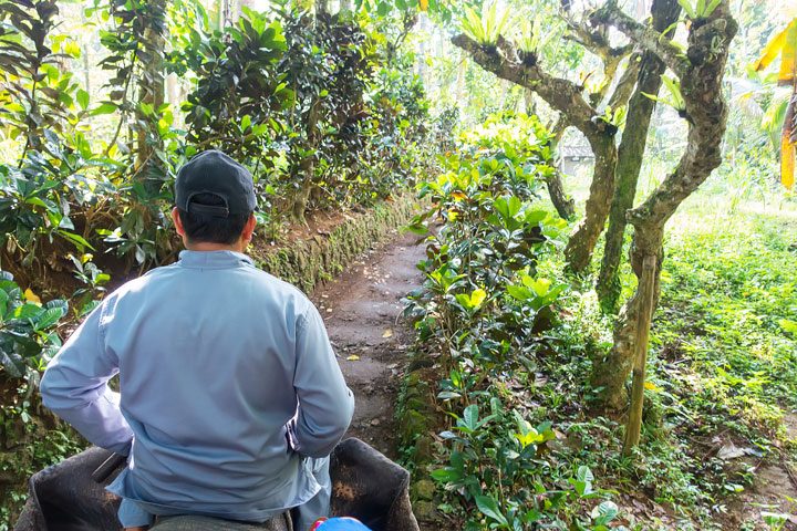 Feed, bathe, and experience the rescued elephants of the Elephant Safari Park Lodge in Ubud, Bali.