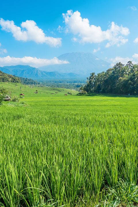 Trekking through rice fields and discovering ancient temples in East Bali.